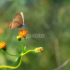 by Kamaludin Syah - Animals Insects & Spiders
