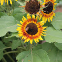 Autumn Sun - Sunflower