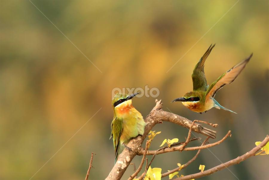 Where are you going???Blue tailed bee eater by Nithya Purushothaman - Animals Birds