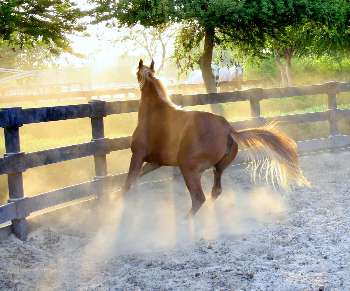 Arabian horse