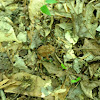 American toad