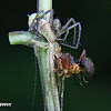Twig Crab Spider