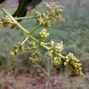Mango Flowers ( आम के फूल )