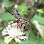 Coelioxys bee