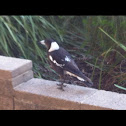 Australian Magpie