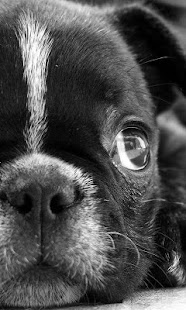 How to mod French Bulldogs HD Wallpapers 1.0 apk for bluestacks