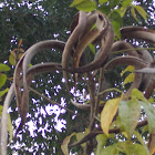Mangrove Trumpet Tree