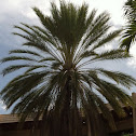 Hybrid Date Palm