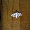 Jasmine Moth