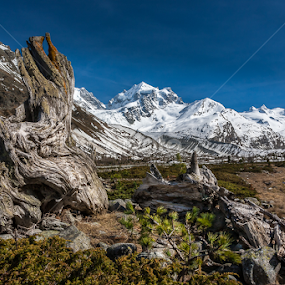 the old larch by Ennio Pozzetti - Landscapes Mountains & Hills