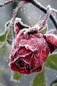 Frozen Rose Live Wallpaper