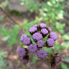 Bluer Mistflower