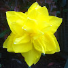 Daffodil" double ruffle "