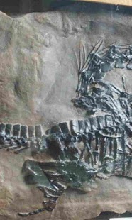 Free Dinosaur Species APK