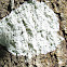 White Lichen