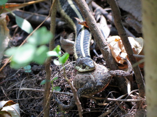 Common Garter Snake (eating a frog) | Project Noah