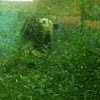 Giant Panda