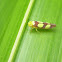 Sharpshooter Leaf Hopper