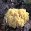 Golden coral mushroom