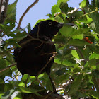 Common Grackle