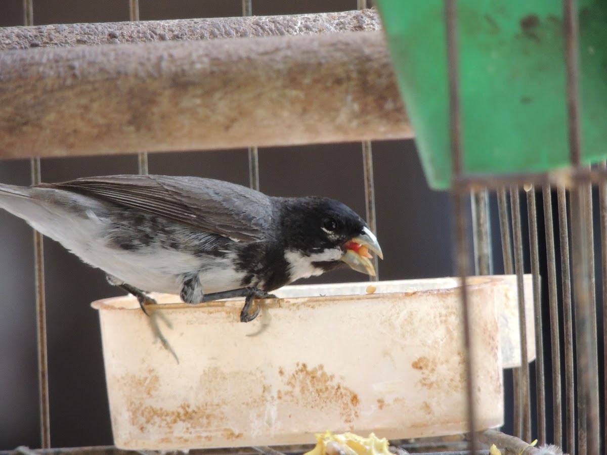 Double-Collared Seedeater