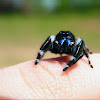 Regal jumping spider (male)