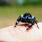 Regal jumping spider (male)