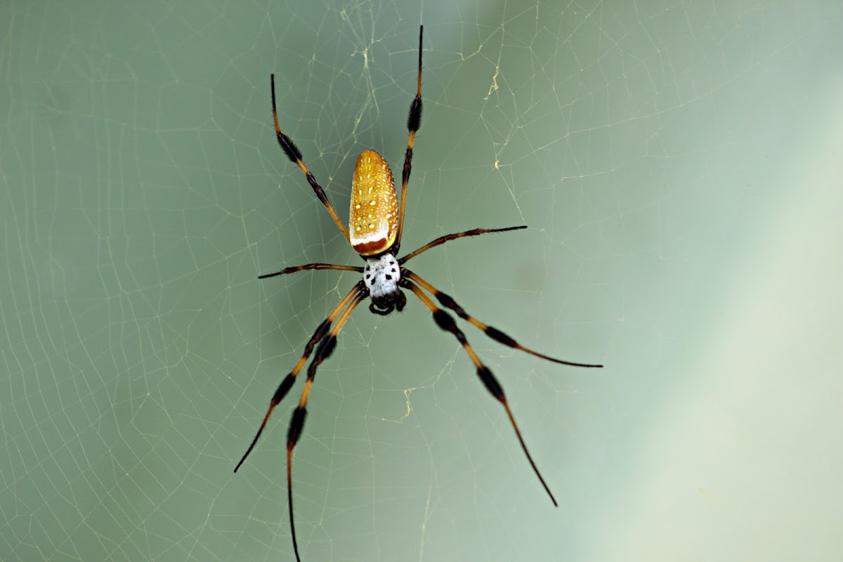 Golden Web Orb-Weaver Spider