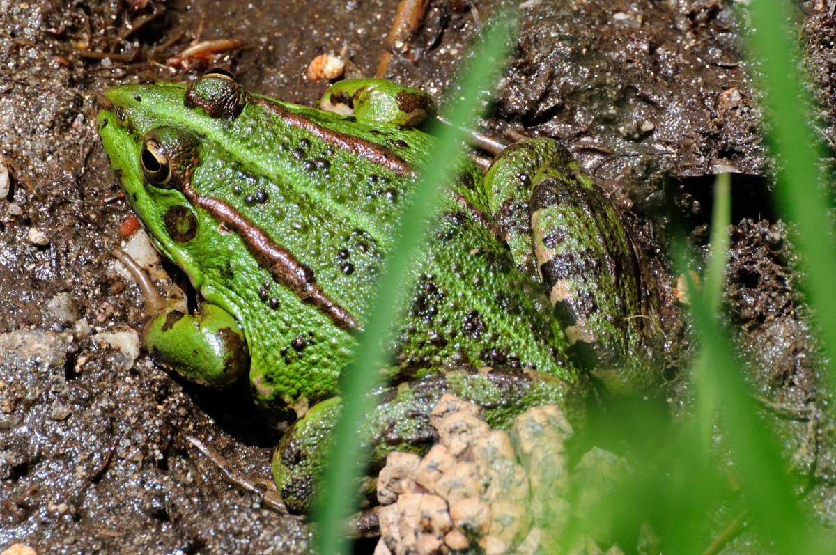 Perez's frog; Rana común