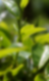 How to install Green Tea leaf with rain LWP patch 1.0 apk for android