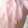 Pumpkin Ladybug