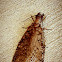 Eastern Dobsonfly (Female)
