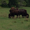 Buffalo (American Bison)