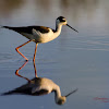 Black-necked Stilt