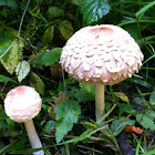 Toad stool
