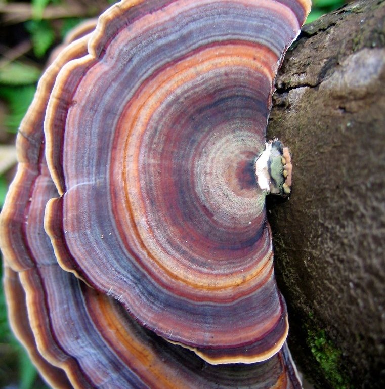 Crescent fungus