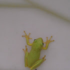 American Green tree frog