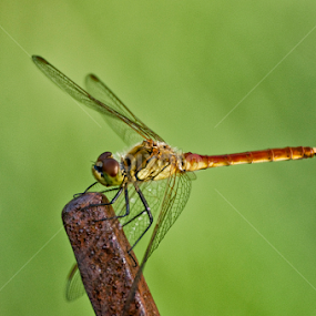 Sympetrum Depressiusculum by Doug Craig - Animals Insects & Spiders