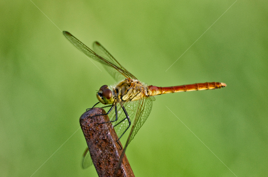 Sympetrum Depressiusculum by Doug Craig - Animals Insects & Spiders