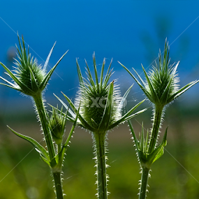 by Boris Romac - Nature Up Close Other plants