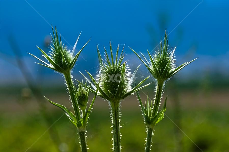 by Boris Romac - Nature Up Close Other plants