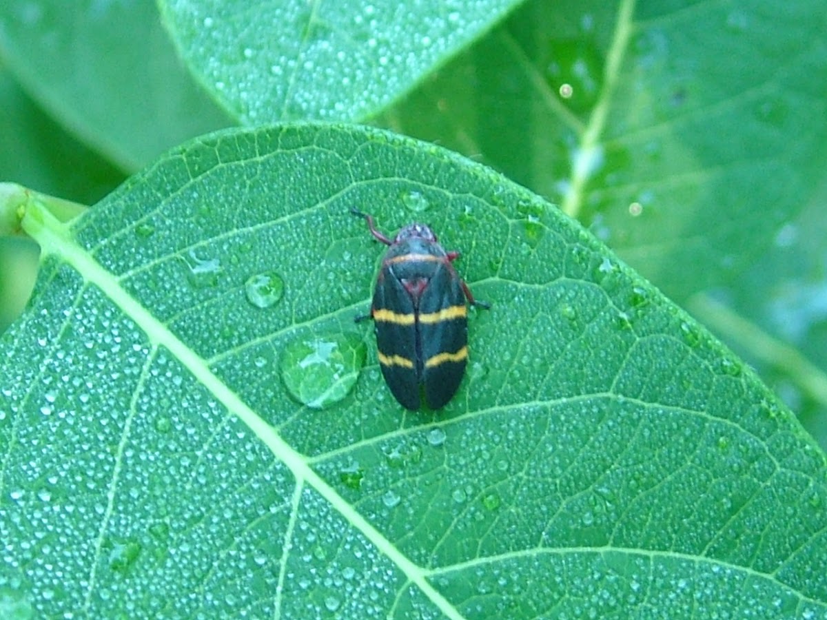 Two Lined Spittlebug