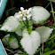 Spotted Dead Nettle 'White Nancy'