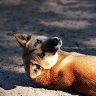 Dingo X Feral Dog