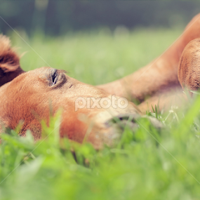 Baby by Viktorija Golubić - Animals Horses