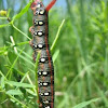 Leafy Spurge Hawkmoth Caterpillar