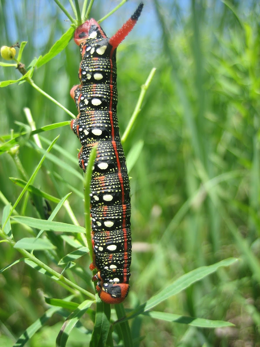 Leafy Spurge Hawkmoth Caterpillar