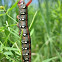 Leafy Spurge Hawkmoth Caterpillar