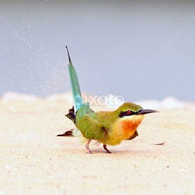Playing with the sand....Blue-tailed Bee-eater by Nithya Purushothaman - Animals Birds