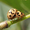 Ladybird Beetles